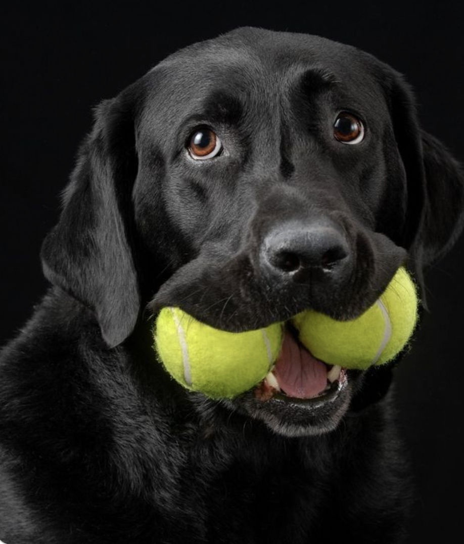 Dog swallowed a ball