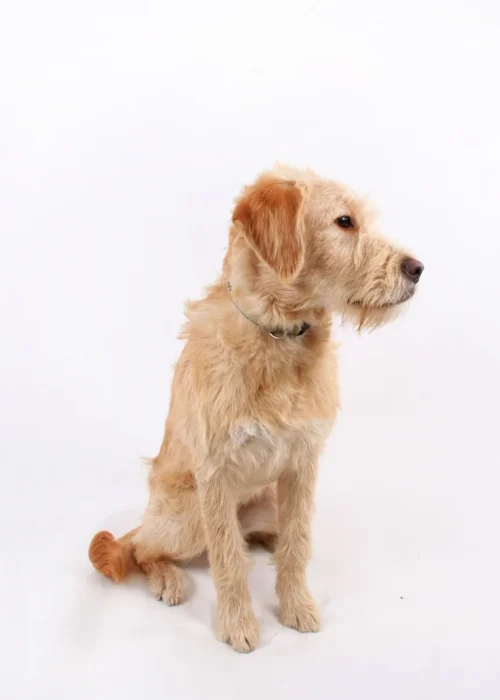 Beech House Vets (1)