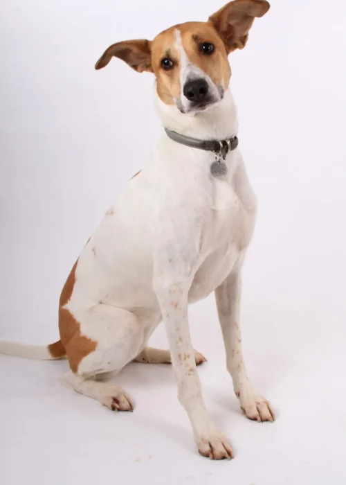 Beech House Vets (4)