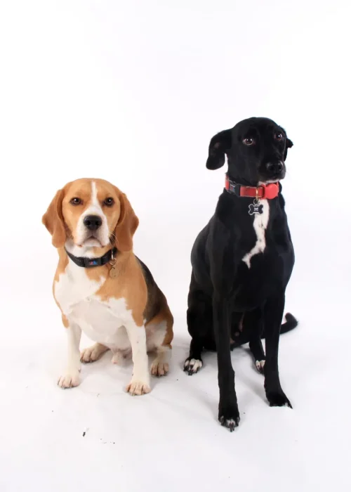 Beech House Vets (5)