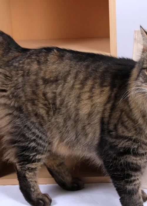 Beech House Vets - 5302