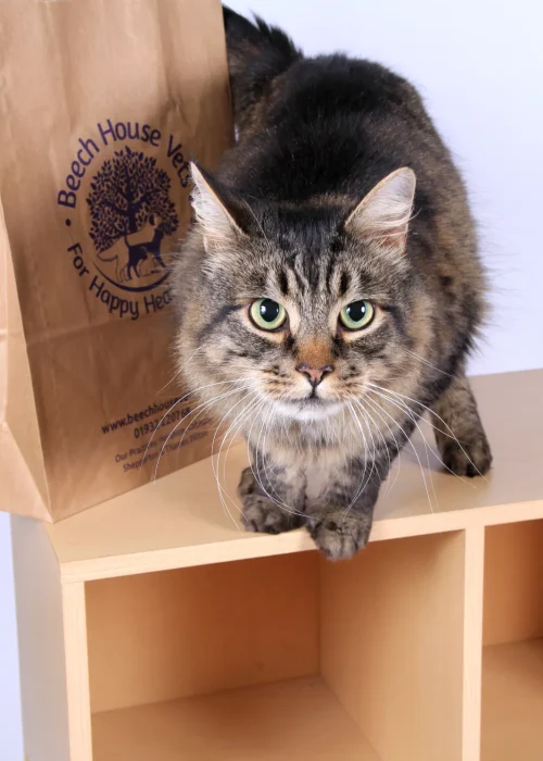 Beech House Vets - 5312