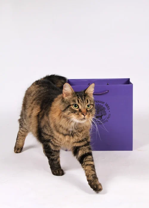 Beech House Vets - 5318