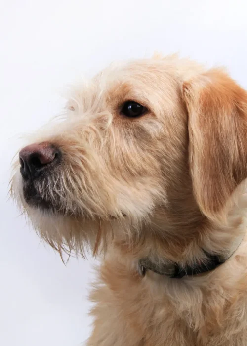 Beech House Vets (7)